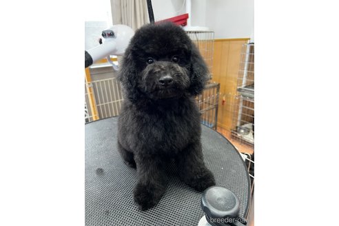 成約済の栃木県のトイプードル-336658の4枚目