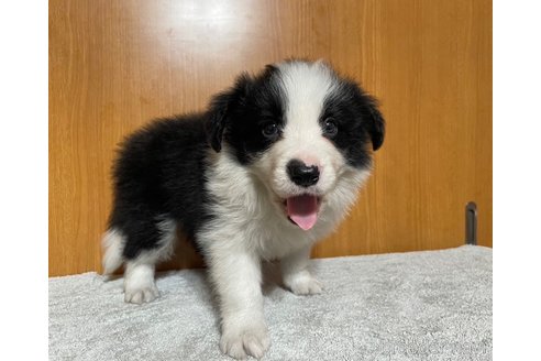 成約済の群馬県のボーダーコリー-336355の2枚目