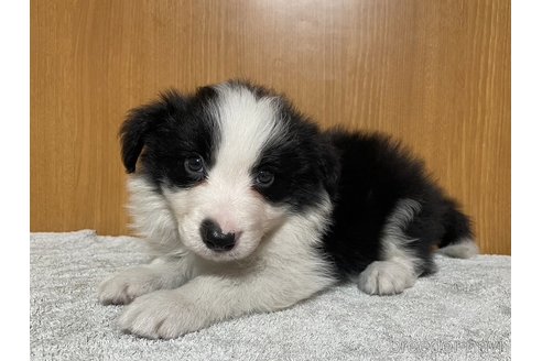 成約済の群馬県のボーダーコリー-336355の4枚目