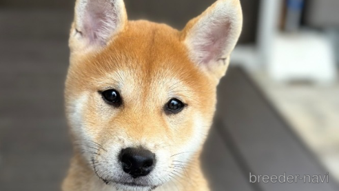 成約済の愛知県の柴犬-346592の1枚目