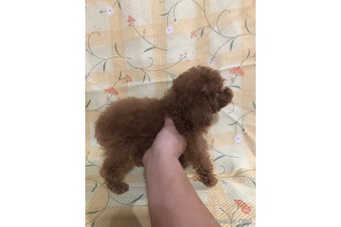成約済の兵庫県のトイプードル-343505の5枚目