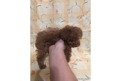 成約済の兵庫県のトイプードル-343515の2枚目