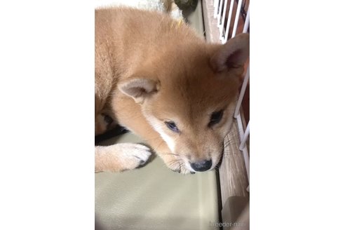 成約済の熊本県の柴犬-321675の2枚目