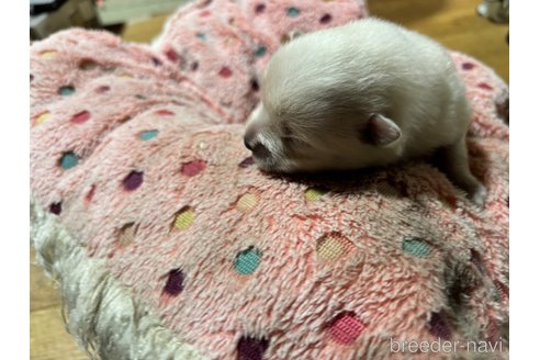 成約済の千葉県のポメラニアン-348887の8枚目