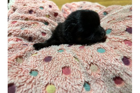 成約済の千葉県のポメラニアン-348883の10枚目