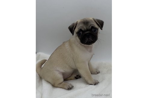 成約済の静岡県のミックス犬-348127の5枚目