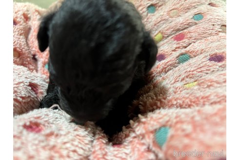 成約済の千葉県のトイプードル-348878の4枚目