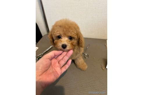 成約済の東京都のタイニープードル-348153の11枚目