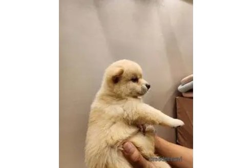 成約済の茨城県の柴犬-348162の6枚目