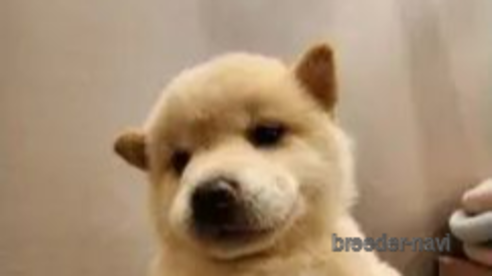 成約済の茨城県の柴犬-348162の5枚目