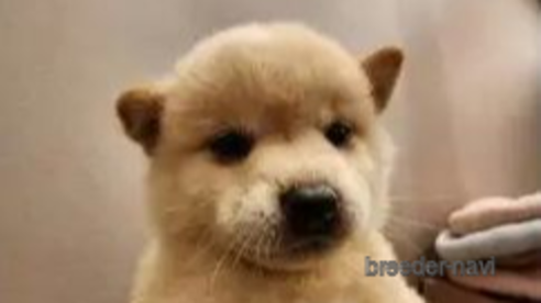 成約済の茨城県の柴犬-348162の4枚目