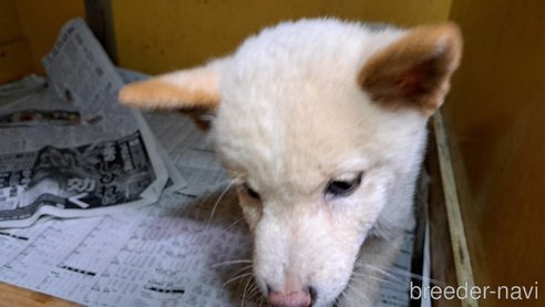 成約済の茨城県の柴犬-348162の3枚目