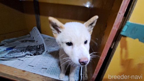 成約済の茨城県の柴犬-348162の2枚目
