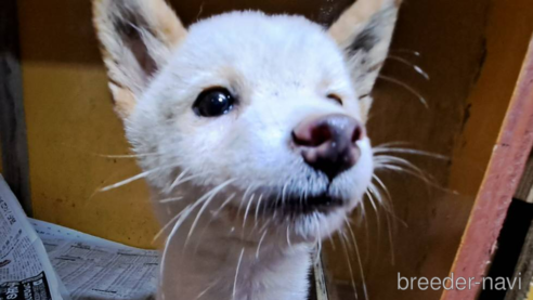 成約済の茨城県の柴犬-348162の1枚目