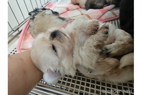 成約済の愛知県のペキニーズ-348174の2枚目