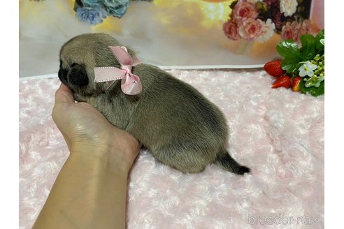 成約済の神奈川県のパグ-348178の12枚目