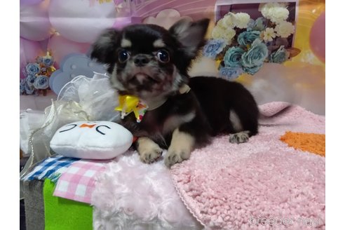 成約済の神奈川県のチワワ(ロングコート)-335283の20枚目