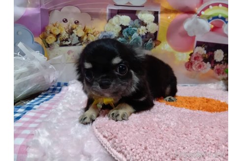 成約済の神奈川県のチワワ(ロングコート)-335283の18枚目