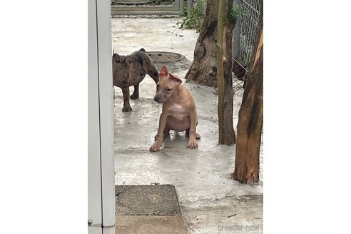成約済の佐賀県のアメリカンピットブルテリア-336311の8枚目