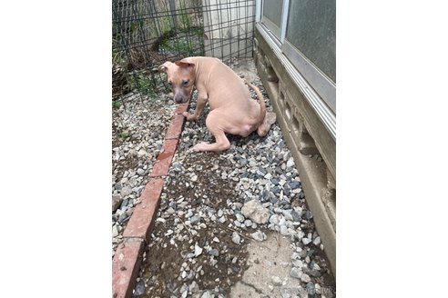 成約済の佐賀県のアメリカンピットブルテリア-336311の2枚目