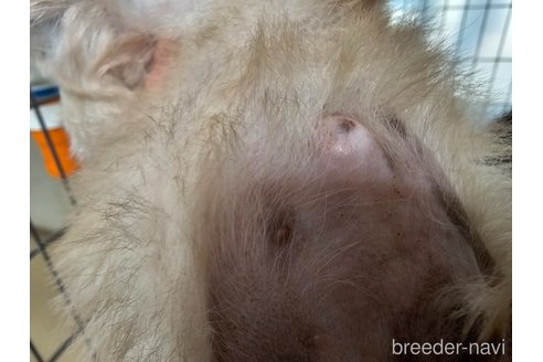 成約済の愛知県のペキニーズ-348182の4枚目