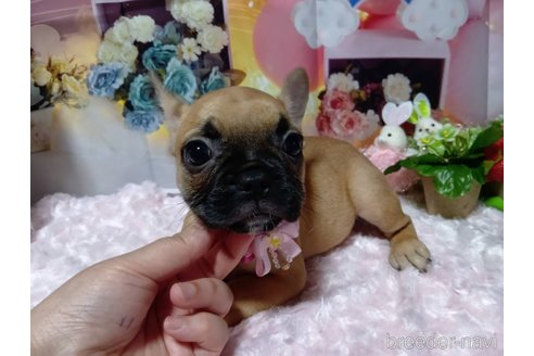 成約済の神奈川県のフレンチブルドッグ-335502の7枚目