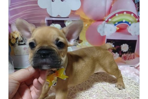 成約済の神奈川県のフレンチブルドッグ-335501の3枚目