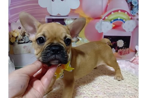 成約済の神奈川県のフレンチブルドッグ-335501の1枚目