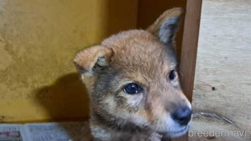 成約済の茨城県の豆柴-334398の2枚目