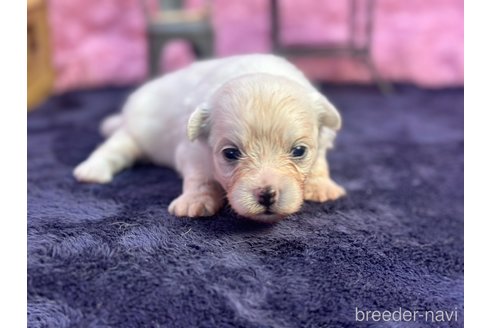 成約済の茨城県のミックス犬-348190の2枚目