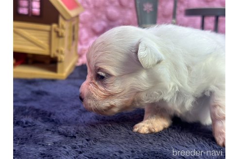 成約済の茨城県のミックス犬-348190の3枚目