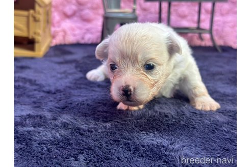 成約済の茨城県のミックス犬-348190の4枚目