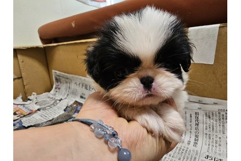 成約済の愛知県の狆 (チン)-348192の8枚目