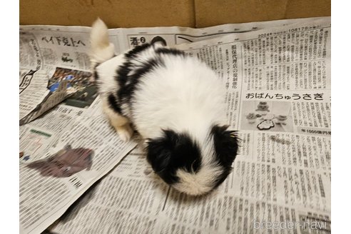 成約済の愛知県の狆 (チン)-348192の2枚目