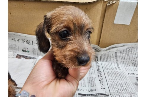 特別価格☆【版画（額縁なし）】『ジュネリコ』（犬 ミニチュア