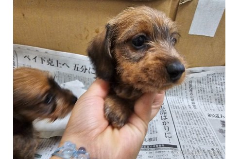 成約済の愛知県のミニチュアダックスフンド(ワイヤーヘアード)-348198の6枚目