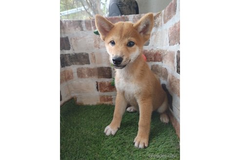 成約済の鹿児島県の柴犬-348199の3枚目