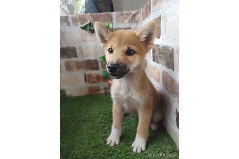成約済の鹿児島県の柴犬-348201の7枚目