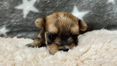 成約済の滋賀県のマルキー:マルチーズ×ヨークシャーテリア-347592の9枚目