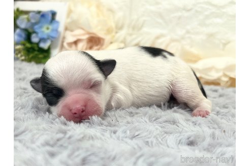 成約済の福岡県のチワマル:チワワ×マルチーズ-347610の42枚目