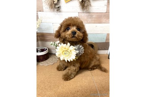 成約済の愛知県のトイプードル-345058の11枚目