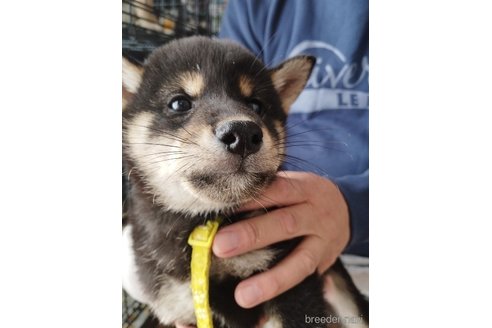 成約済の千葉県の柴犬-334770の1枚目