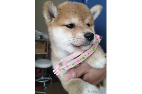 成約済の千葉県の柴犬-342723の2枚目