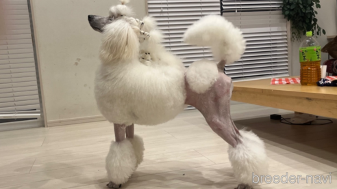 ビビアンちゃん1枚目