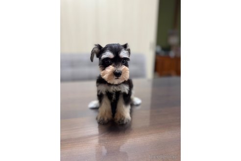 成約済の静岡県のミニチュアシュナウザー-346146の5枚目