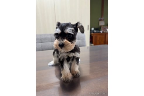 成約済の静岡県のミニチュアシュナウザー-346146の4枚目