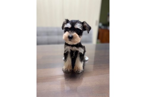 成約済の静岡県のミニチュアシュナウザー-346146の3枚目