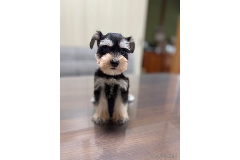 成約済の静岡県のミニチュアシュナウザー-346146の2枚目