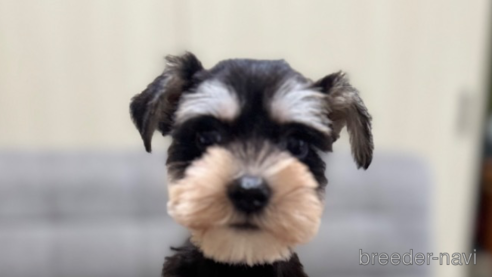 成約済の静岡県のミニチュアシュナウザー-346146