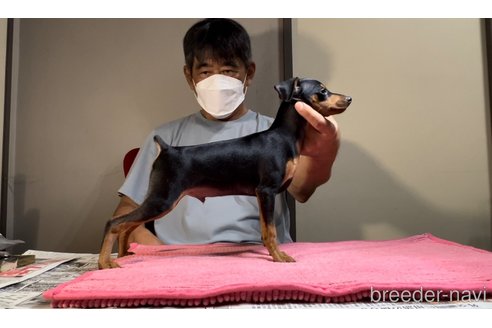 成約済の沖縄県のミニチュアピンシャー(ミニピン)-348264の1枚目
